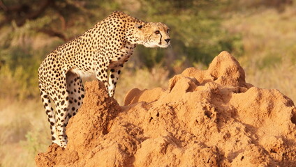 Side Profile of an Alert Cheetah Scouting from a Termite Mound © naturespy