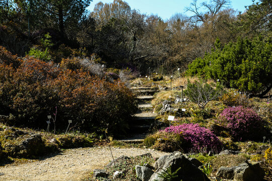 alpine garden landscape in botanical garden with bloomin heather and natural pathway