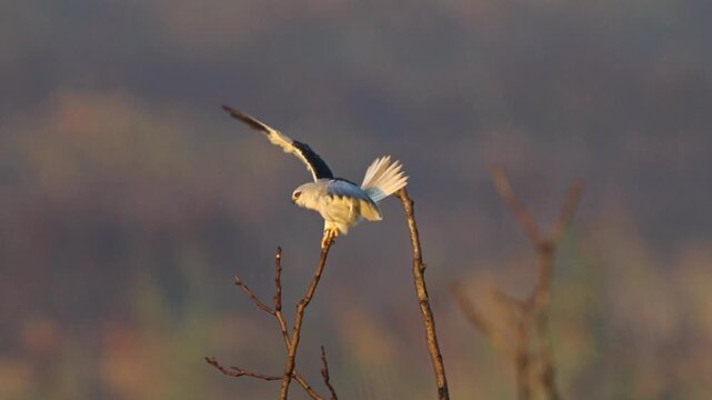 Black-winged Kite Landing on Tree Branch, Elanus Caeruleus Flapping Wings at Sunset, Small White Raptor Perched in Golden Hour Light, Wildlife Bird of Prey Action, Cinematic Nature Footage