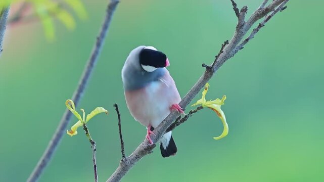 Java Sparrow Bird Perched on a Tree Branch, Padda Oryzivora with Pink Beak Sitting in Nature, Wild Gelatik Jawa in Green Forest, Close-up Wildlife Footage, Endangered Species