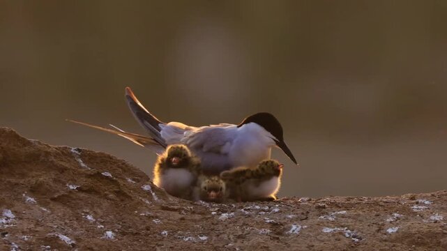 Common Tern Bird Family in Backlight, Sterna Hirundo Adult with Chicks at Nest During Golden Hour Sunset, Mother Tern Feeding Young, Rim Lighting Wildlife Behavior, Cinematic Nature Footage
