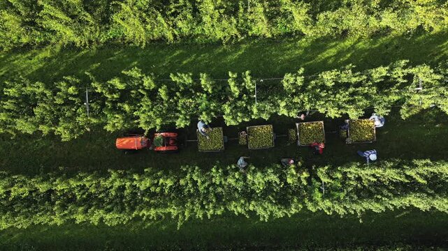 Aerial view of vibrant green orchard rows with workers harvesting produce and a tractor towing carts, showcasing agricultural activity, Beesd, Gelderland, Netherlands.