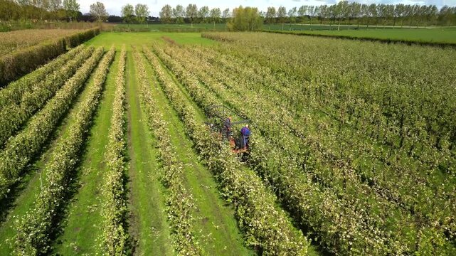 Aerial view of rows of trees, creating a textured pattern of green and shadows, as workers tend to the orchard, Beesd, Gelderland, Netherlands.