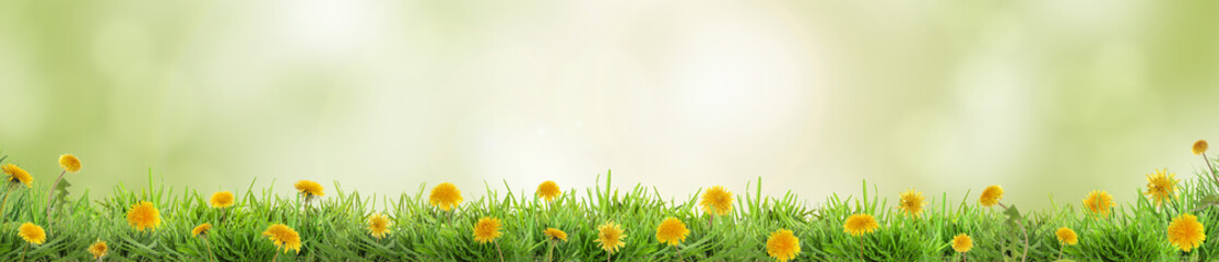 Fototapeta premium Yellow dandelions growing in lush grass against blurred green background, banner design. Spring season