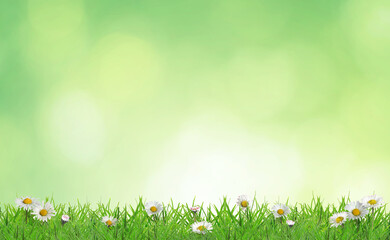 Fototapeta premium Beautiful daisies growing among green grass outdoors. Spring flowers