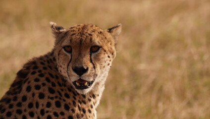 Close-up portrait of cheetah in African savanna © naturespy