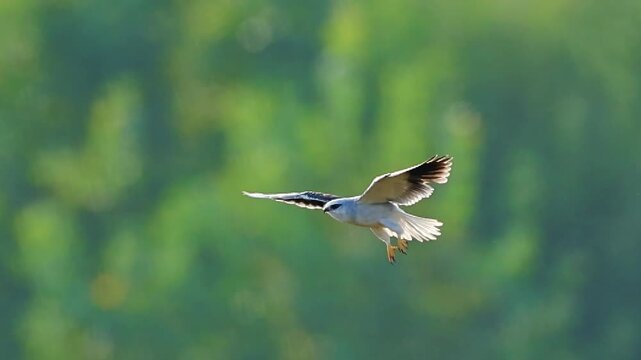 Black-winged Kite Landing on Branch, Elanus Caeruleus with Wings Spread and Talons Ready, Bird of Prey Action in Backlight, Cinematic Wildlife Landing Sequence, Raptor Behavior in Green Nature