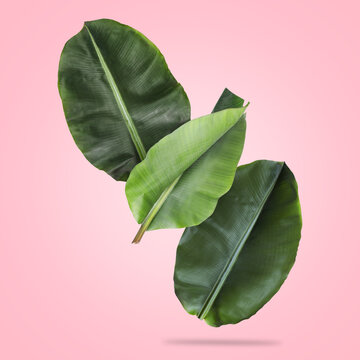 Bright banana leaves falling on pink background