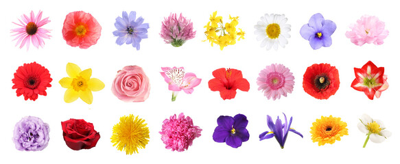 Fototapeta premium Different beautiful flowers isolated on white, set