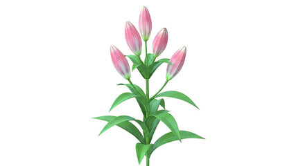 Obraz premium Pink Lily Flower Buds on Stem with Green Leaves