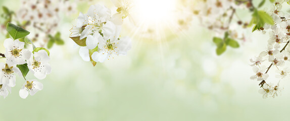 Fototapeta premium Spring tree branches covered with beautiful flowers, selective focus. Banner design