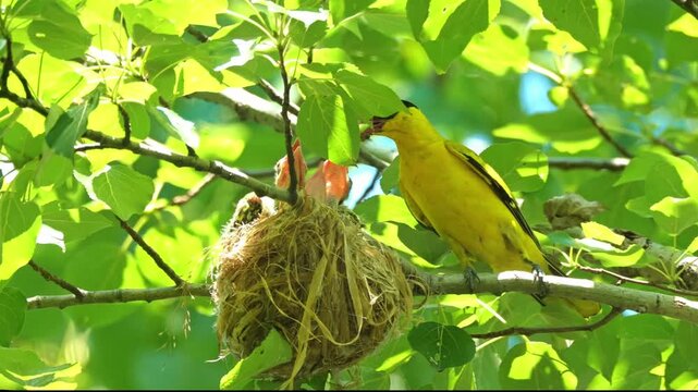 Black-naped Oriole Feeding Chicks in Nest, Oriolus Chinensis Yellow Bird Parenting Behavior, Mother Feeding Hungry Young, Wild Bird Family in Green Forest Tree, Close-up Wildlife Action Footage