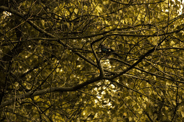 jesienne liście drzewa © matesiak