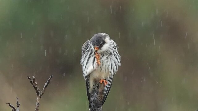 Amur Falcon Perched on a Branch During Rain, Falco Amurensis Sitting in Raindrops, Small Raptor Enduring Wet Weather, Wildlife Bird of Prey Action, Cinematic Nature Portrait