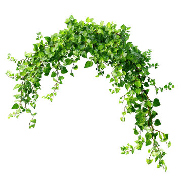 Lush green ivy vines forming an archway isolated on transparent background