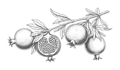 Obraz premium Hand drawn branch with pomegranates and leaves in vintage style fruit food
