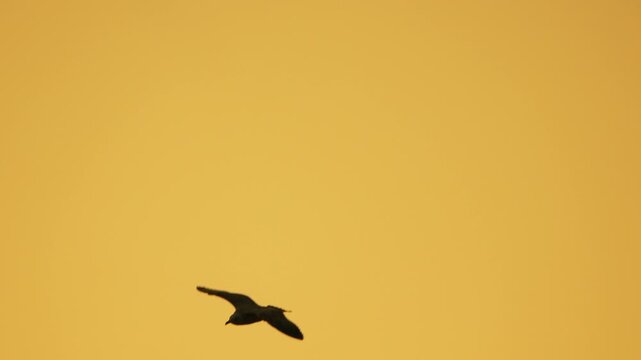 Seagull flying sunset golden sky soaring gracefully overhead during beautiful evening dusk Vertical video