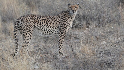 Cheetah standing in dry grassland in African savanna © naturespy