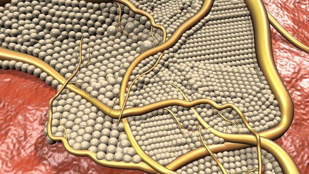 Nerve blood cells anatomy. 3d render