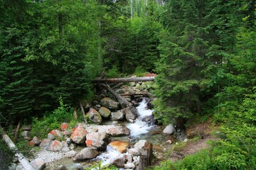 Płynąca rzeka środkiem lasu  © Asnyko