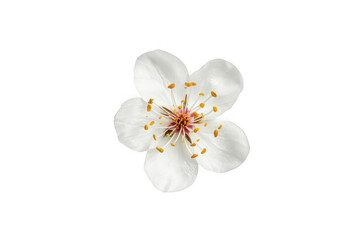 Fototapeta premium White cherry blossom flower blooming on transparent background