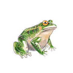 Obraz premium A green sitting frog. This hand-painted watercolor illustration on a white background is suitable for use in children's books, cards, posters, and packaging with nature and forest themes.