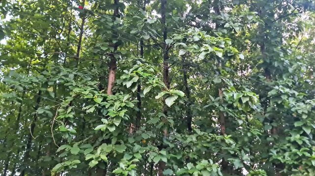 Deep Indonesian Teak Forest -Sustainable Timber Jungle with Moss and Ferns