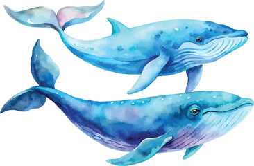 Fototapeta premium Watercolor Whale Clipart, Big Sea Creature Painting, isolated on white background