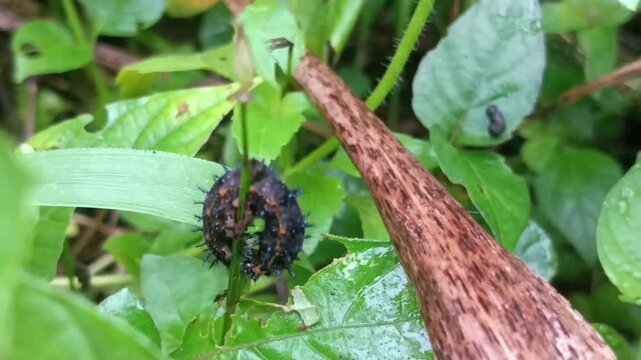 macro fauna a black thorn caterpillar moving in the bush