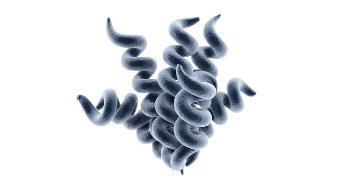 3D Render of Treponema Pallidum Bacteria