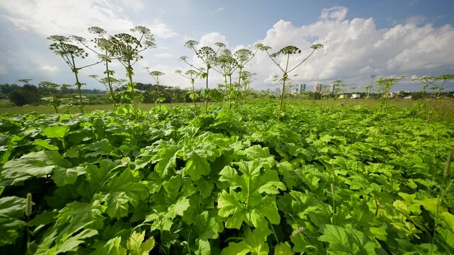 Heracleum Sosnowskyi plants invading field with city buildings in background