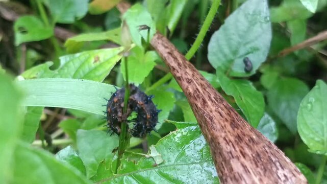 macro fauna a black thorn caterpillar moving in the bush