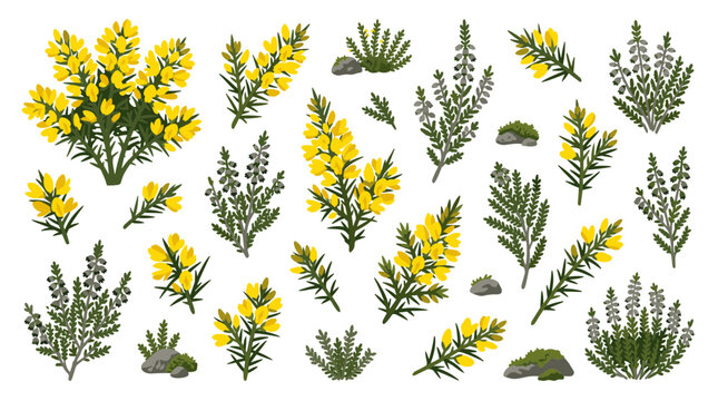 Collection of yellow gorse flowers and green heather plants with rough stones on white background, isolated botanical elements for design