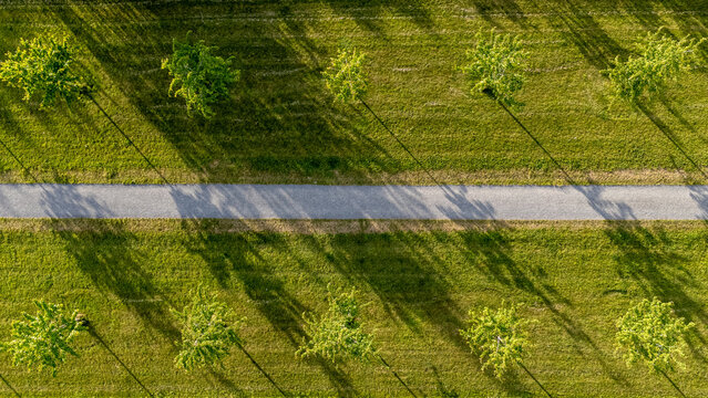 Aerial view of trees casting long shadows across the vibrant green grass, bisected by a pale, smooth path, De Kiem, Flevoland, Netherlands.