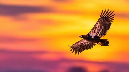 Obraz premium A majestic bird soaring against a vibrant sunset sky, showcasing its expansive wings and colors