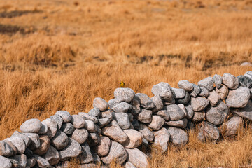Fototapeta premium Stone wall dry grass yellow bird countryside autumn meadow nature rural landscape rock