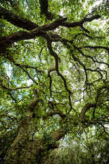 Fototapeta premium Low angle view looking up into the dense canopy of an old cork oak forest.