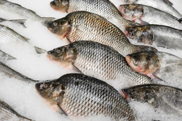 Obraz premium Fresh raw carp fish on crushed ice in the market. Close-up of silver Prussian carp or crucian carp.