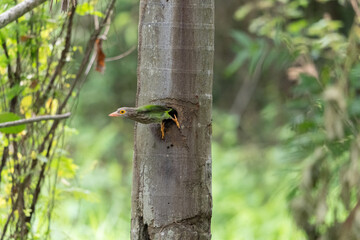 Obraz premium Lineated barbet bird feed nest chick tree