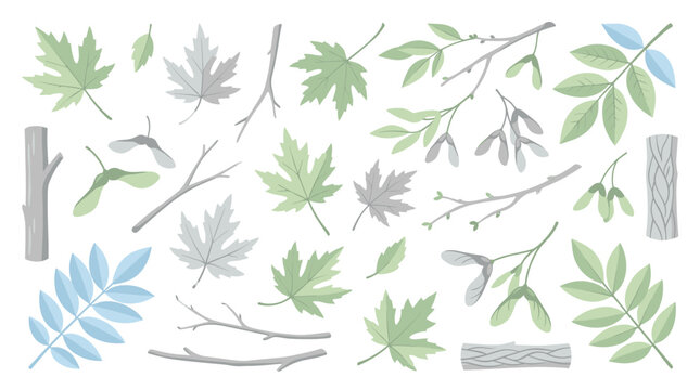 Collection of natural elements including maple leaves branches and tree bark textures in green gray and blue tones on a white background