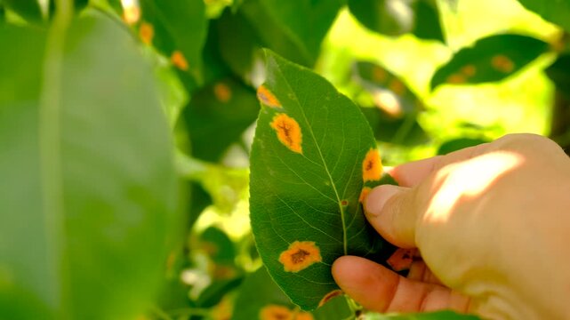 Yellow spots on pear leaves. Selective focus.