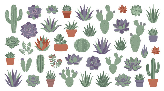 Collection of diverse succulent and cactus plants in various shapes and colors, isolated on a white background, representing natural beauty and home decor.