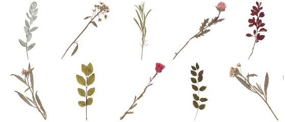 High-quality photograph of ten diverse pressed dried botanical specimens, including leaves and flower stems.