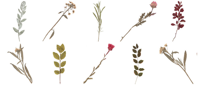 High-quality photograph of ten diverse pressed dried botanical specimens, including leaves and flower stems.