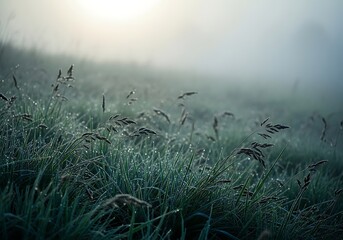 Obraz premium A serene morning landscape featuring blades of grass covered in glistening dew drops in the fog