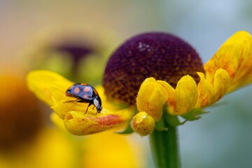 A lovely ladybug on the petals of a yellow flower © Marina