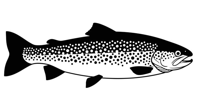 Illustration of a speckled trout fish, isolated on white background, black and white line art