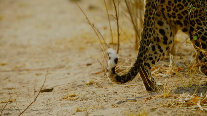 Fototapeta premium A wild leopard walks across the dry sandy ground of an african savanna showing its distinctive spotted fur and curved tail among sparse grass and thin branches during a bright day in the wilderness