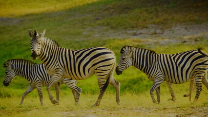 Obraz premium A group of plains zebras moves across a lush green savanna landscape under bright sunlight featuring their distinctive striped patterns and natural herd behavior within an african wilderness habitat