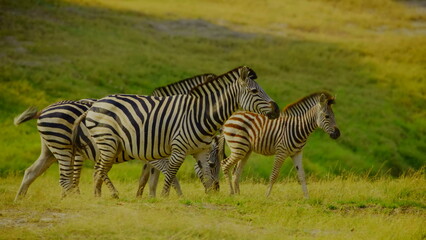 Obraz premium A group of plains zebras moves across a lush green savanna landscape under bright sunlight featuring their distinctive striped patterns and natural herd behavior within an african wilderness habitat